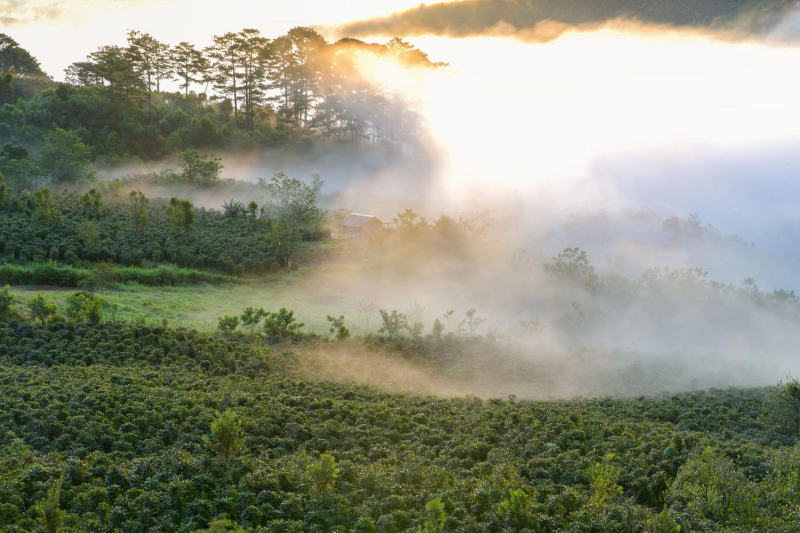 The Ultimate Da Lat Travel Guide for First-Time Visitors
