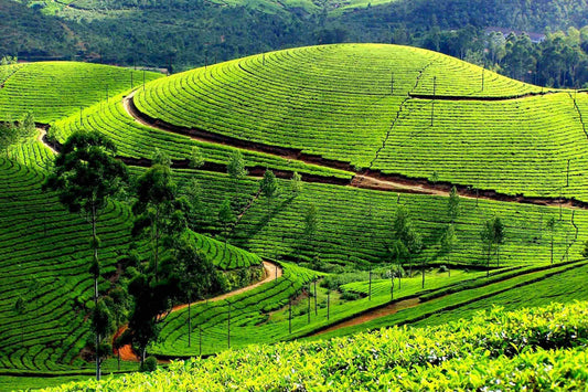 Moc Chau 3 Days 2 Nights Itinerary — Vietnam’s Most Peaceful Mountain Escape