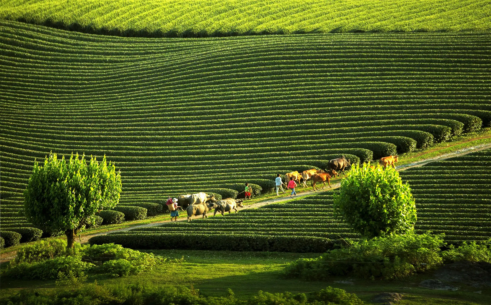 Moc Chau Travel Guide 2026: Vietnam’s Healing Mountain Escape Near Hanoi