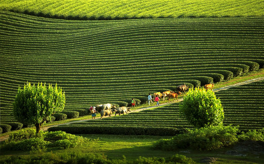 Moc Chau Travel Guide 2026: Vietnam’s Healing Mountain Escape Near Hanoi